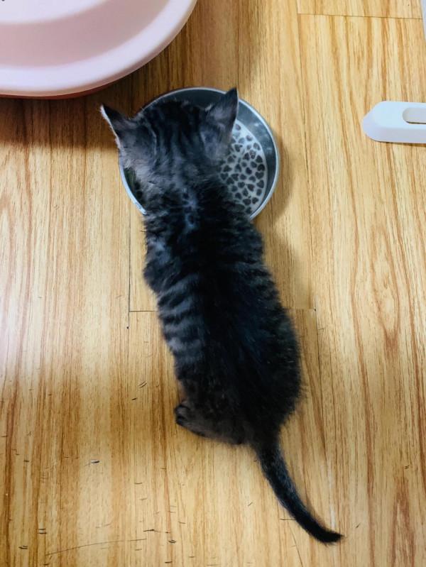 感恩生命的奇妙，被醫生下了死亡判決的貓咪活過來了