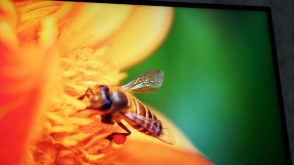 打造居家影音娛樂區，從入手一臺顯示器開始