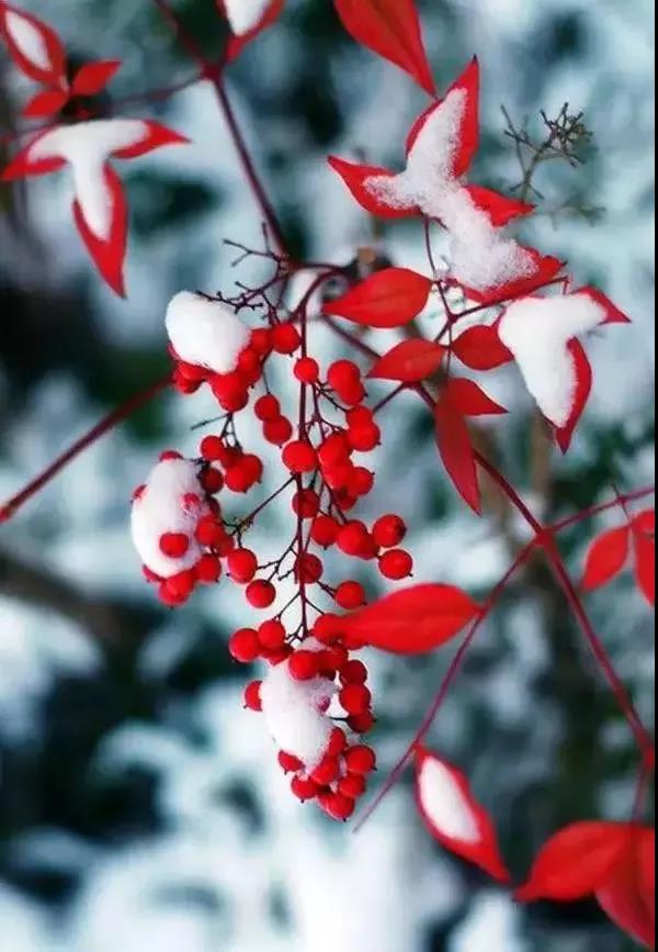 雪中花第二篇來啦，嬌嫩的外表，堅韌的內心，生命過分美麗