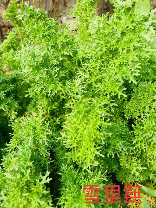 自己動手製作山東小豆腐