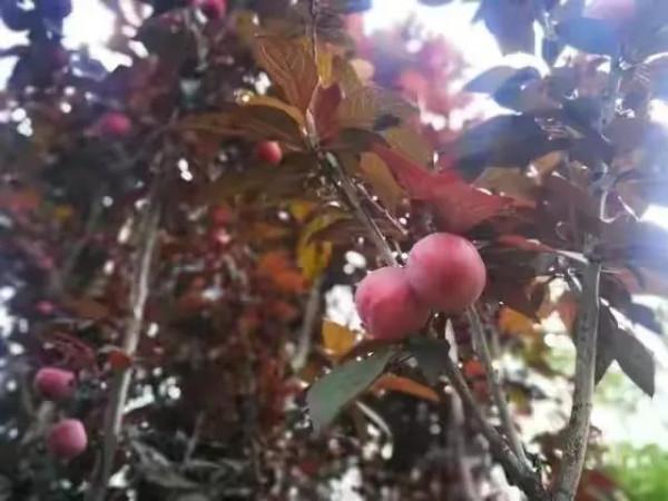 40種野果,滿滿都是兒時的味道 40種野果,滿滿都是兒時的味道