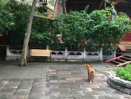 小狐狸頻繁現身京郊潭柘寺引遊人投餵，專家提醒謹防被咬傷