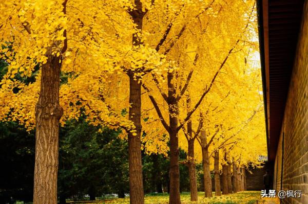 再有半個月，北京將迎來最美的季節，12個銀杏寶藏地，附機位攻略