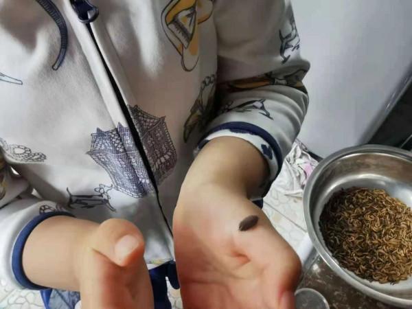 和孩子一起讀書,養昆蟲,認識大自然 和孩子一起讀書,養昆蟲,認識大自然