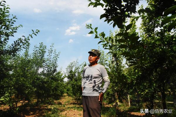 果園除草，農民選擇什麼樣的除草劑，能夠做到不傷樹不傷根？