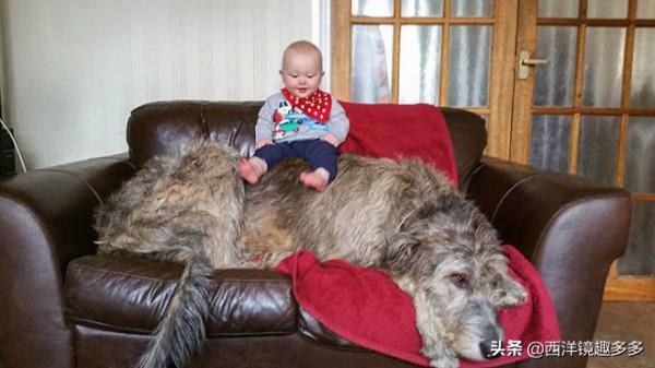 名字兇悍,個頭巨大,日常逗比,愛爾蘭獵狼犬是種怎麼樣的存在? 名字兇悍,個頭巨大,日常逗比,愛爾蘭獵狼犬是種怎麼樣的存在?