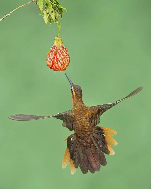 愛紅花•愛甜蜜