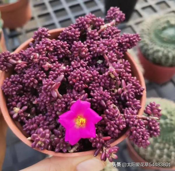 紫米粒才是秋天最美的多肉,掌握4個方法,葉美花豔 紫米粒才是秋天最美的多肉,掌握4個方法,葉美花豔