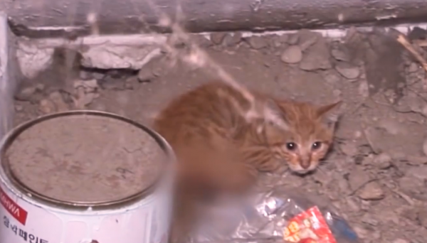 老鷹凍在湖面無法動彈,過路大叔趕緊幫忙,還有小貓咪也需要幫助 老鷹凍在湖面無法動彈,過路大叔趕緊幫忙,還有小貓咪也需要幫助