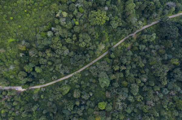 COP15生態系統篇|普洱景邁山:人、茶與自然,一葉千年 COP15生態系統篇|普洱景邁山:人、茶與自然,一葉千年