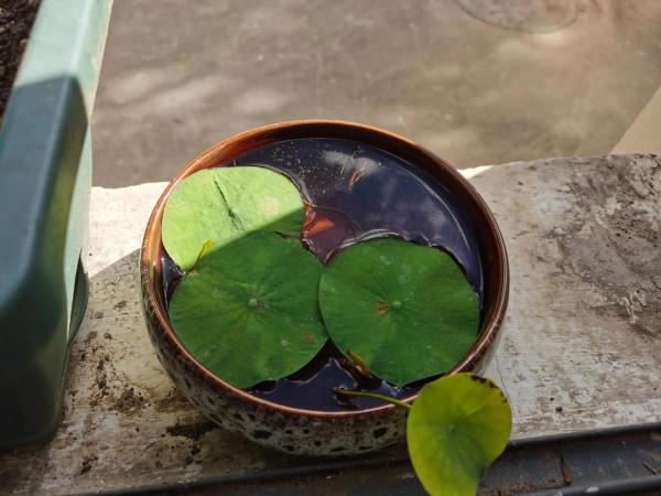 養碗蓮第二十九天