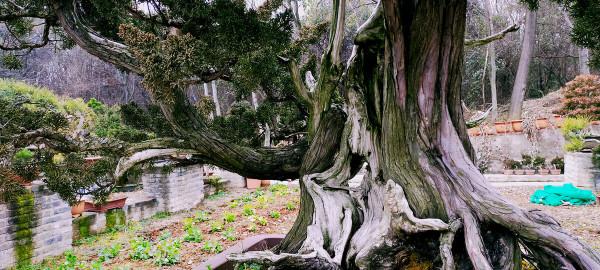 如果你家有庭院,一定要養盆景 如果你家有庭院,一定要養盆景