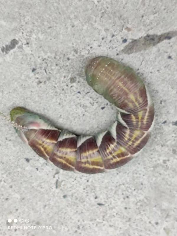 120-11發現不普通《會變魔術的大豆蟲》