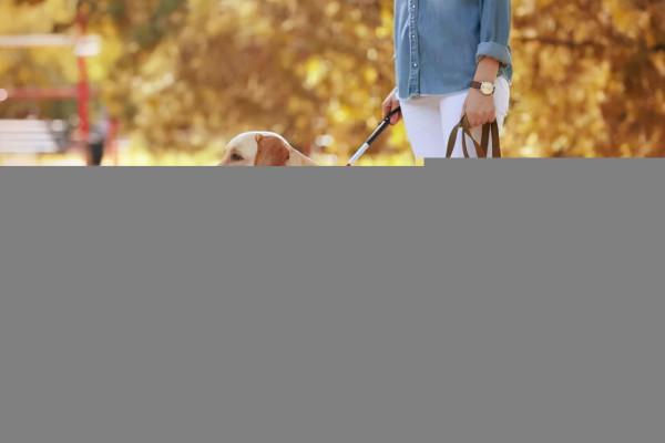 自從養了拉布拉多後，就很難對其它狗心動了