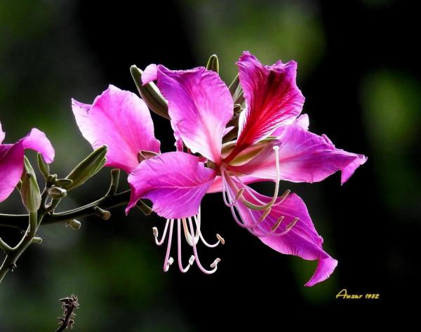 紫荊花，花大豔麗似彩蝶
