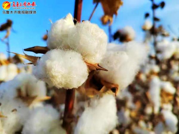 新疆首個長絨棉高產新品種實現全程機械化採收