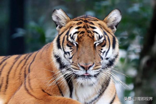 虎頭虎腦 虎虎生威 這波老虎表情包值得擁有