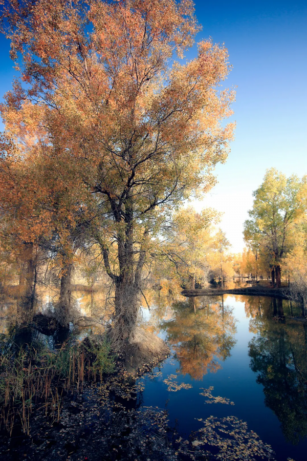 毫無懸念!今年最美的國內秋天,果然還是額濟納 毫無懸念!今年最美的國內秋天,果然還是額濟納