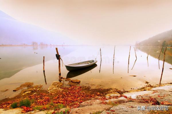 滿城風雨近重陽五首：滿城風雨近重陽，今年花為誰黃？