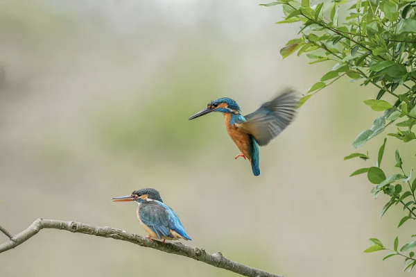 有靈且美，它們可太會了