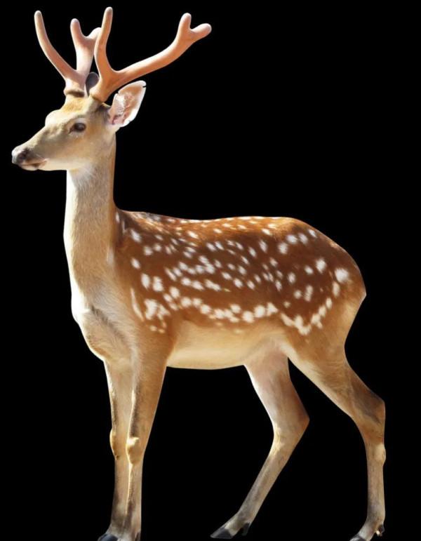 分享圖片 梅花鹿 可愛呆萌 堅強勇敢