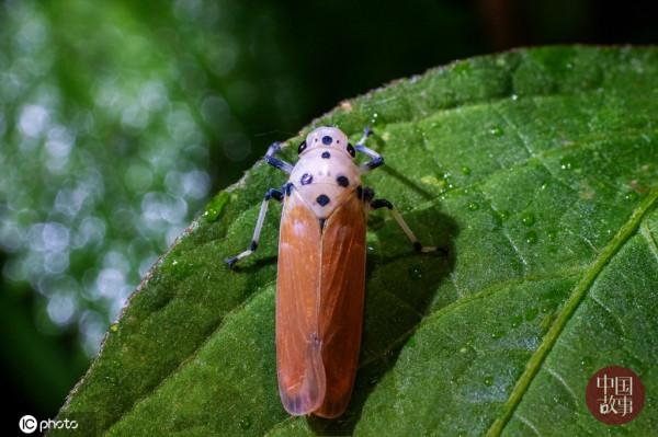 探訪重慶四面山自然保護區的奇異精靈