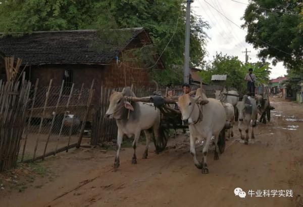 「前瞻」中國肉牛產業未來5年發展趨勢