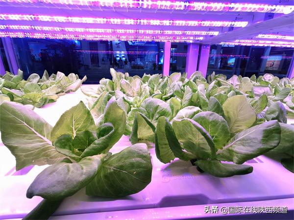 「走進第28屆農高會」“小種子”歷險記