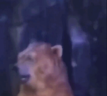 對於加拿大這隻網紅熊，我們必須要站出來闢謠了