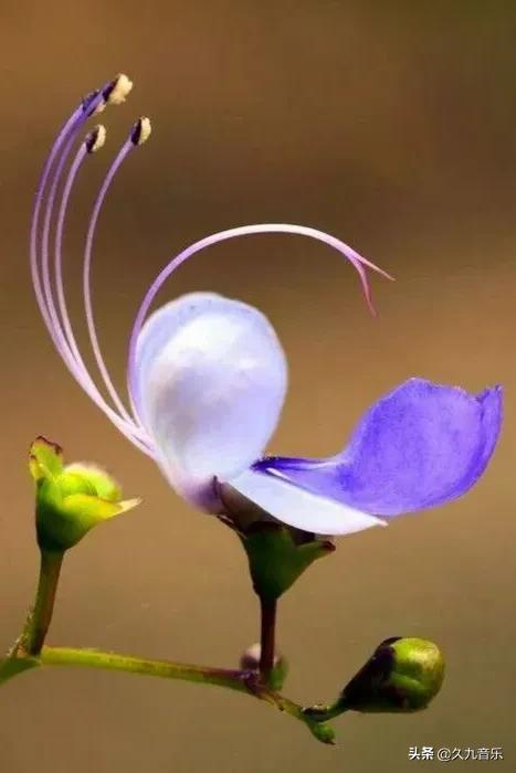 自然界中的奇花異草，看看你見過幾種？