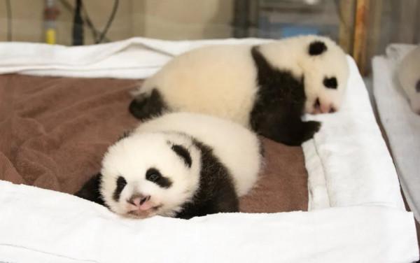 法國新生熊貓寶寶的教父居然是姆巴佩,名字還要叫圓嘟嘟 法國新生熊貓寶寶的教父居然是姆巴佩,名字還要叫圓嘟嘟