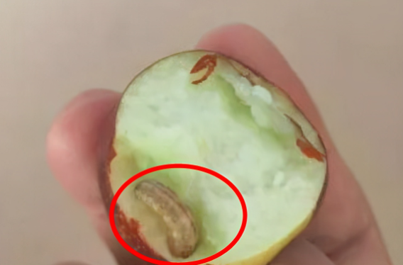 不乾不淨吃了沒病?這幾種常吃的水果中,就可能有寄生蟲存在 不乾不淨吃了沒病?這幾種常吃的水果中,就可能有寄生蟲存在