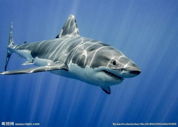 鯊魚翅你吃過嗎？