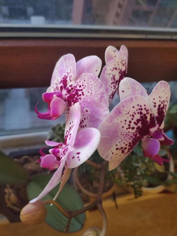 好優秀的蝴蝶蘭