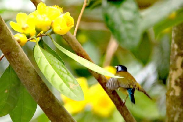 太陽鳥與金色茶花