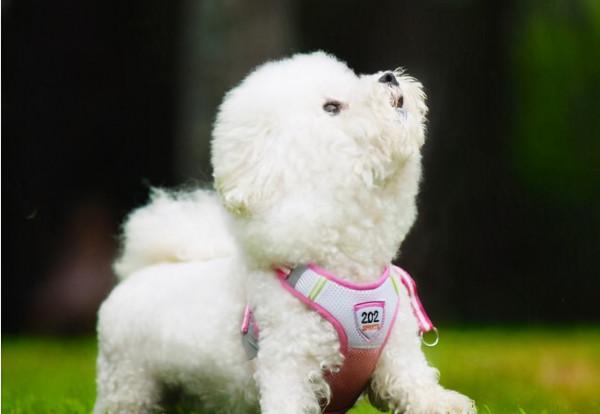 你適合養“公比熊”還是“母比熊”？看完就不用糾結了