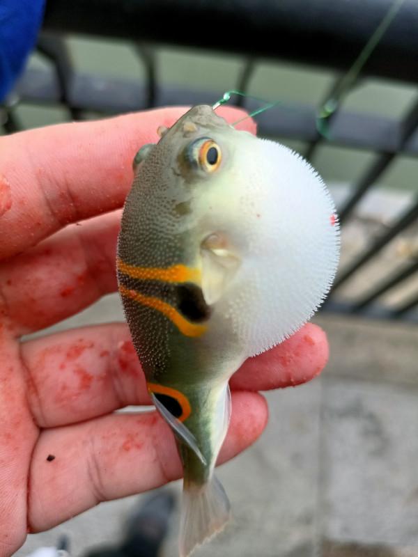 早起的鳥兒有蟲吃，晨釣提竿遛大魚&hellip;&hellip;