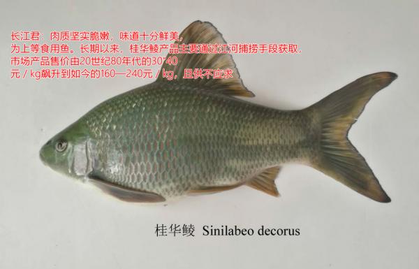 廣西男子釣起“西江奇魚”，民間稱為“青衣魚”，形似巨型麥穗