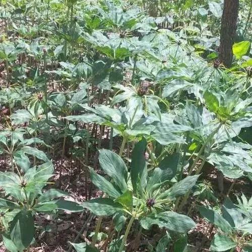 想賺錢的速來看，中藥材重樓種植前景好，價格高、需求量大