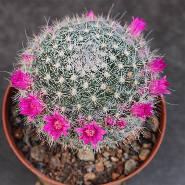 &OpenCurlyDoubleQuote;懶人&rdquo;就養這10種花，一個月不澆水也死不了，多曬少管更健壯