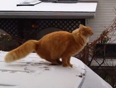 這幾種貓就是“白眼狼”,別指望它報恩,不報仇都不錯了 這幾種貓就是“白眼狼”,別指望它報恩,不報仇都不錯了