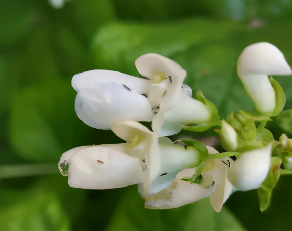 花園入秋常見三大蟲害，做好這幾點不生蟲