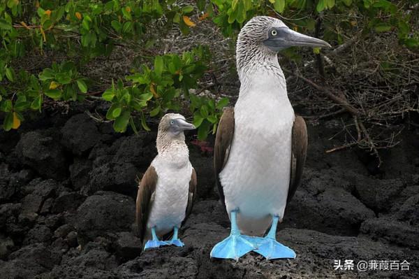 世界上最可愛的鳥，融化你的心