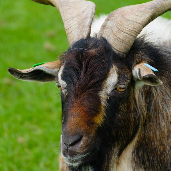 一種產自紐西蘭的山羊,它們也是世界上最稀有的山羊品種之一 一種產自紐西蘭的山羊,它們也是世界上最稀有的山羊品種之一