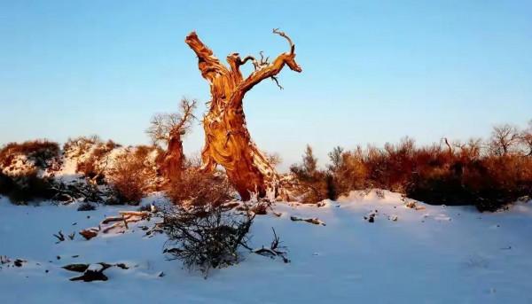 木壘:千年胡楊傲雪林立 木壘:千年胡楊傲雪林立