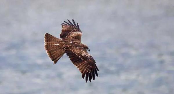 七十年代農村那些熟悉的鳥兒