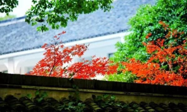 今天，邂逅一場浪漫的崇明“賞葉之旅”