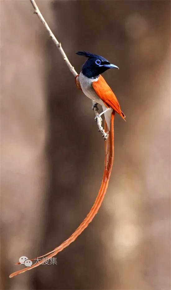 我們的星球上,動物的尾巴是最值得欣賞的,那就是鳥的美麗尾巴 我們的星球上,動物的尾巴是最值得欣賞的,那就是鳥的美麗尾巴