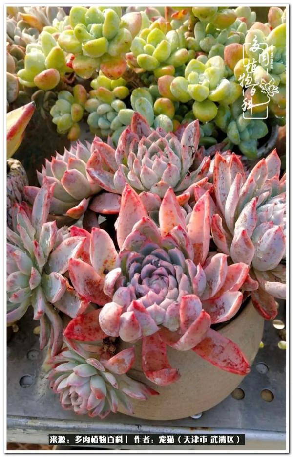 人生紛亂奈我幾何，與多肉相伴度年華