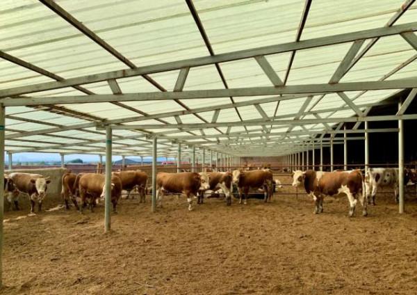 走進鄉村看小康丨巴林左旗成榮家庭牧場:田園牧歌裡的致富經 走進鄉村看小康丨巴林左旗成榮家庭牧場:田園牧歌裡的致富經